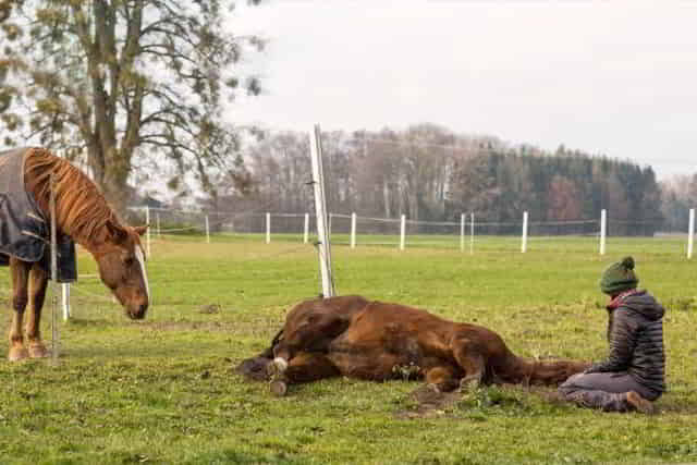 Razzia im Rhein-Erft-Kreis wegen Tierquälerei