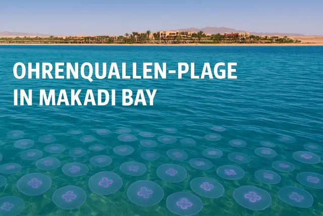 Ägypten: Quallen-Alarm in Makadi Bay