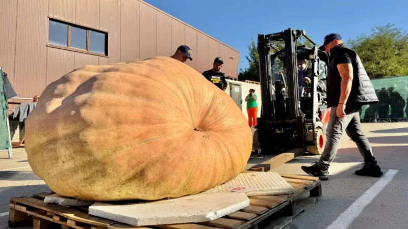 Klaistower Kürbis wiegt über 1.000 Kilo