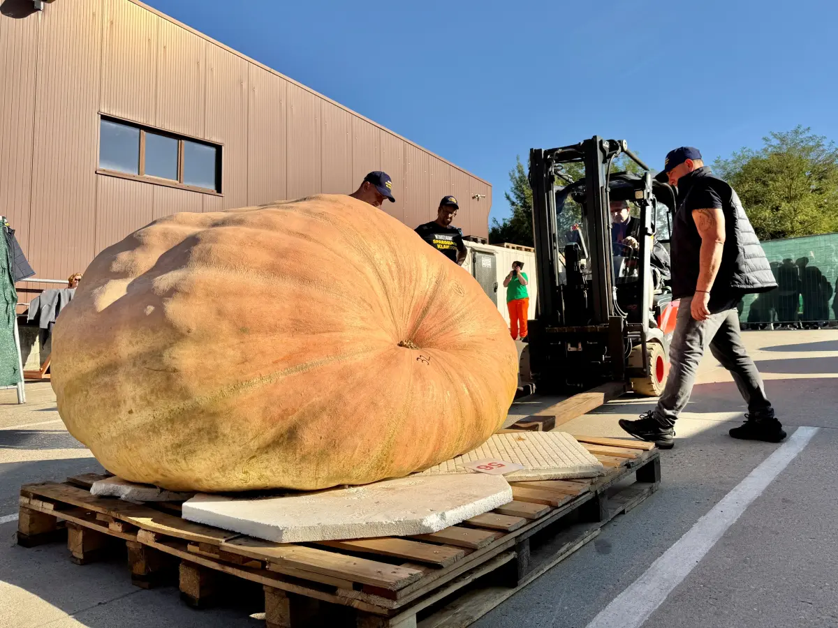 Klaistower Kürbis wiegt über 1.000 Kilo