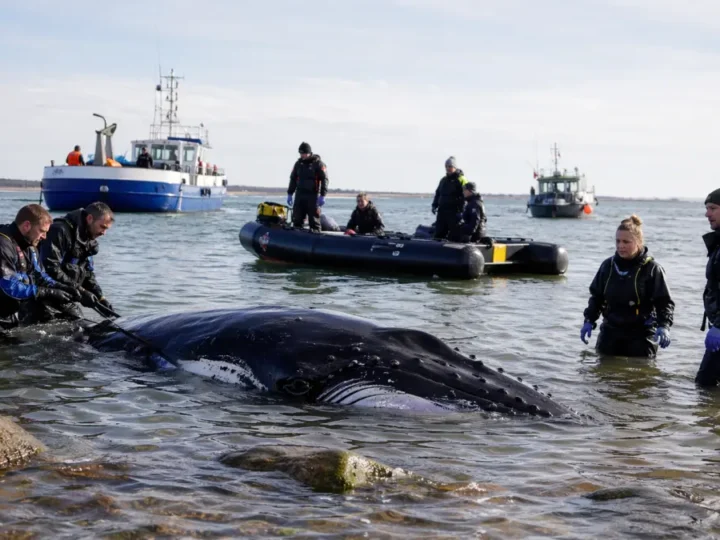 Timmy: Neue Experten, neuer Druck
