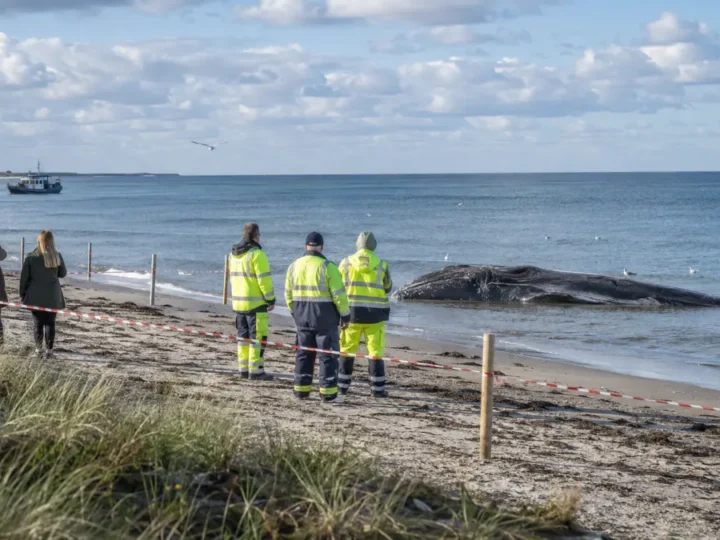 Toter Wal vor Anholt entdeckt