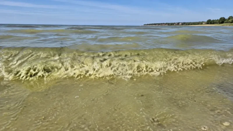 Blaualgen vor Kühlungsborn beobachtet