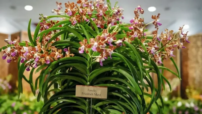 Merz’ Orchidee: Große Ehre, trauriger Anblick